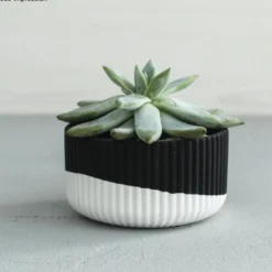 Gesso em pó Raysin 250 Black